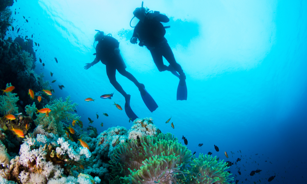 Corals
